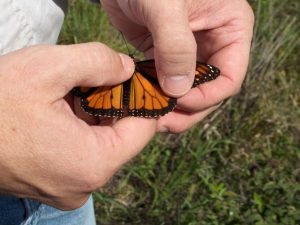 monarch-tagging3