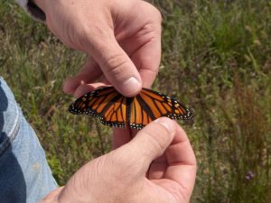 monarch-tagging5