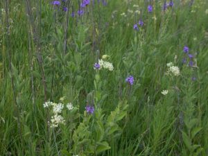 native-prairie-plants3